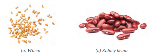 Here are two types of seeds. What differences do you find among the roots and leaf venation of their plants?