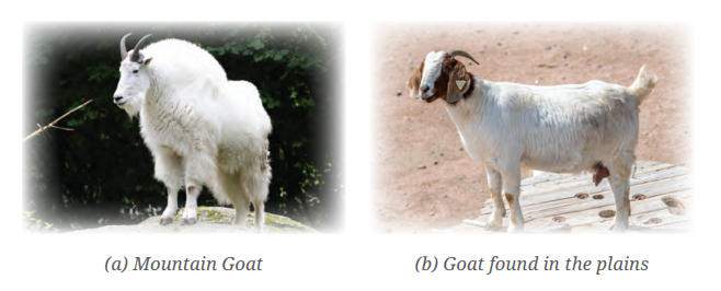 Look at the image of a mountain goat and a goat found in the plains. Point out the similarities and differences between them. What are the reasons for these differences?