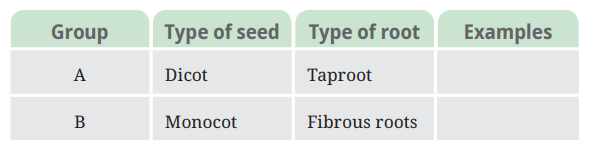Based on the information in the table, find out examples of these plants for each group